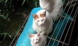 娱乐吃瓜君猫带体检,揭秘明星宠物健康生活